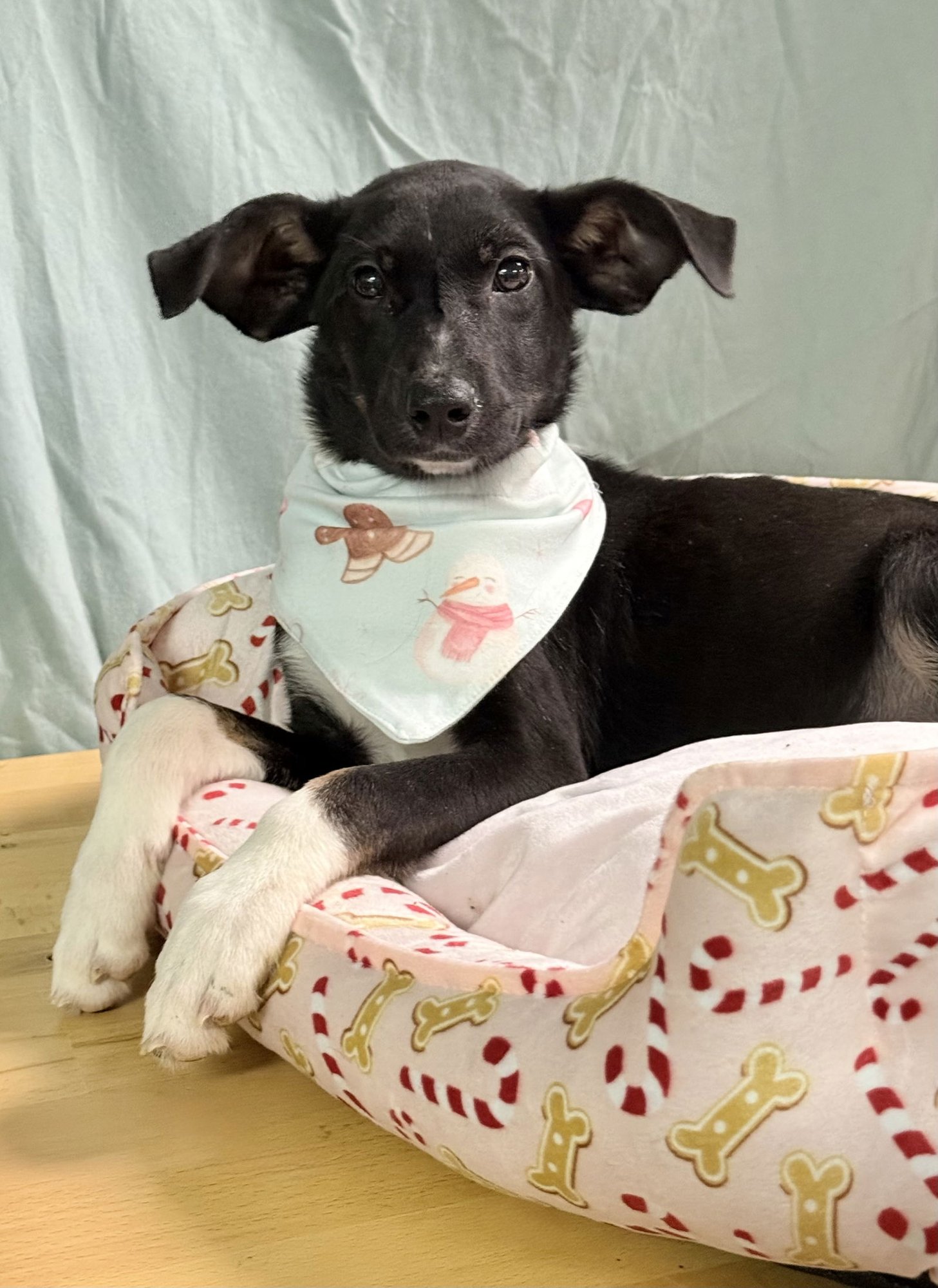 LORELEI -SUPER MODEL IN THE MAKING - Rat Terrier available for adoption