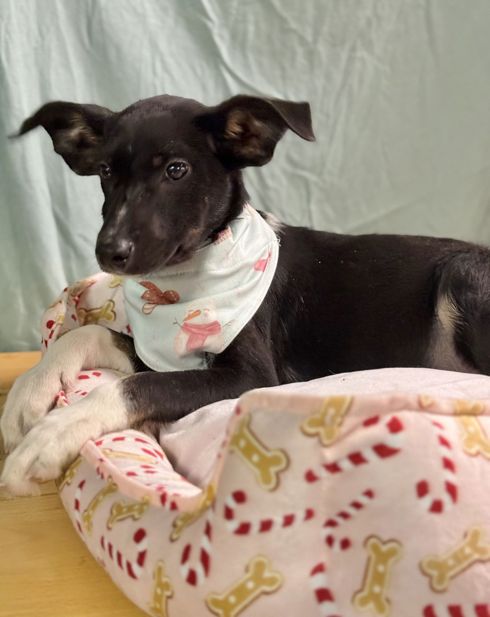 LORELEI -SUPER MODEL IN THE MAKING - Rat Terrier available for adoption
