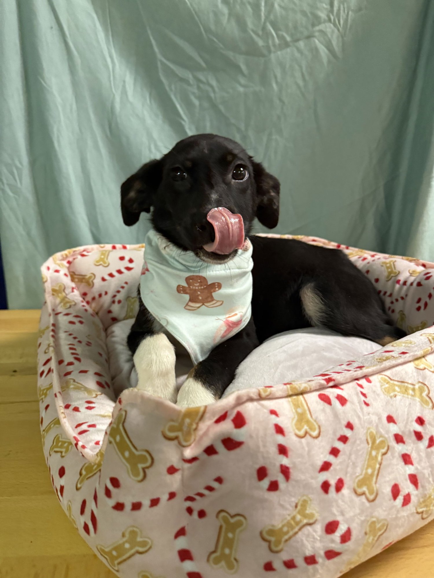 Lorelei -super model in the making - Photo 3