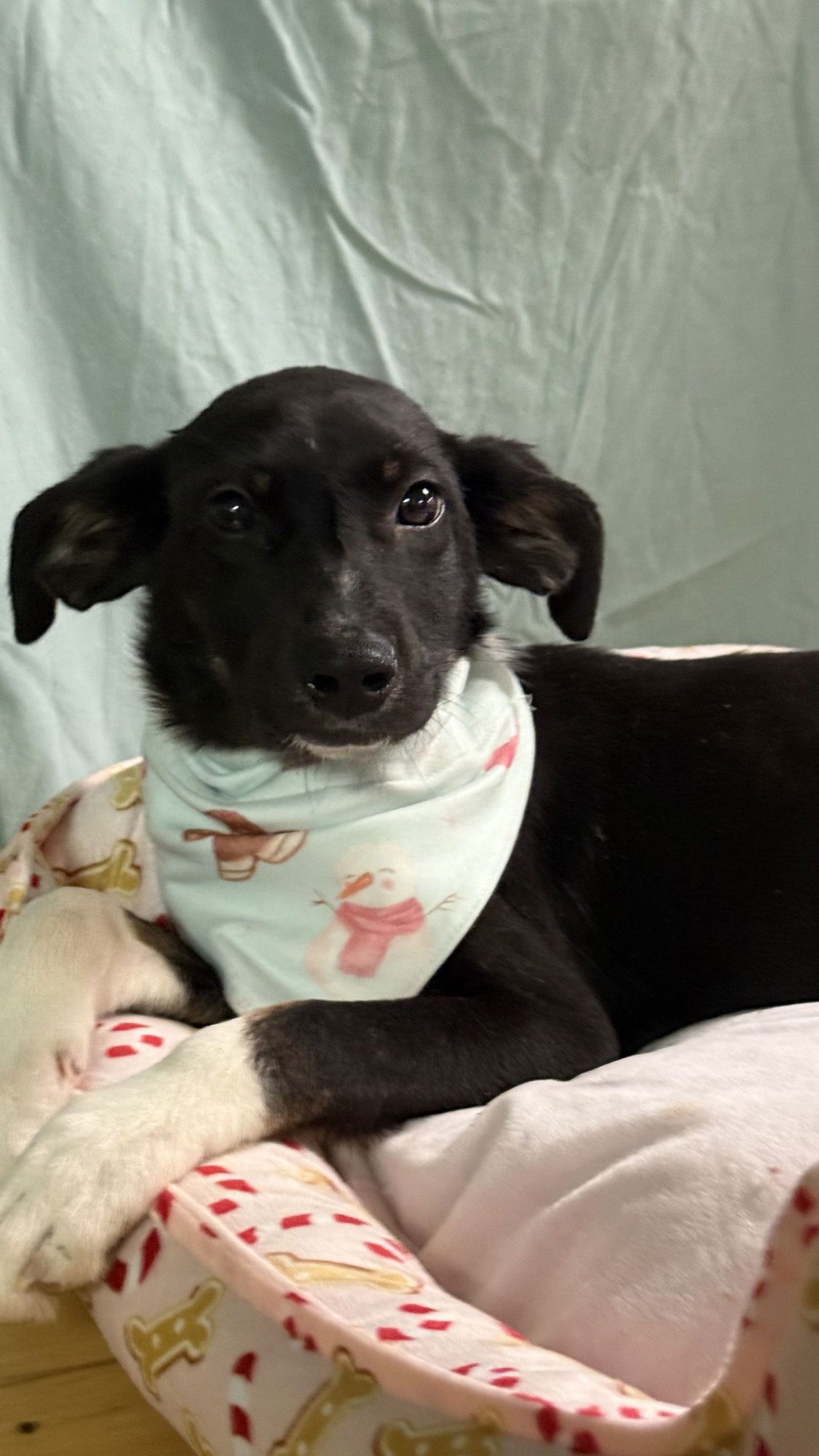 Lorelei -super model in the making - Photo 4