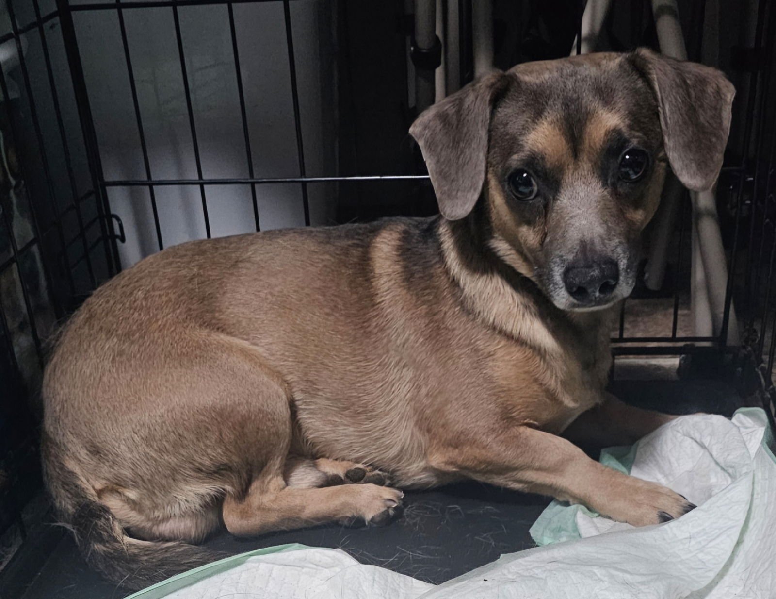 SPRUCE - Dachshund / Chihuahua available for adoption