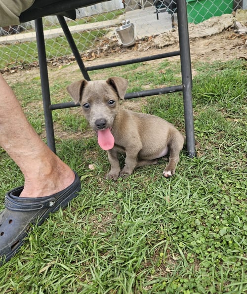 RAJA - TINY PAWS, BIG PERSONALITY - Chihuahua available for adoption