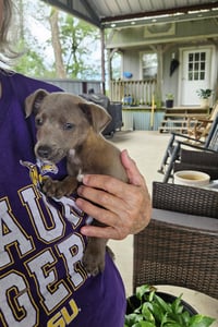 Raja - tiny paws, big personality - Photo 2