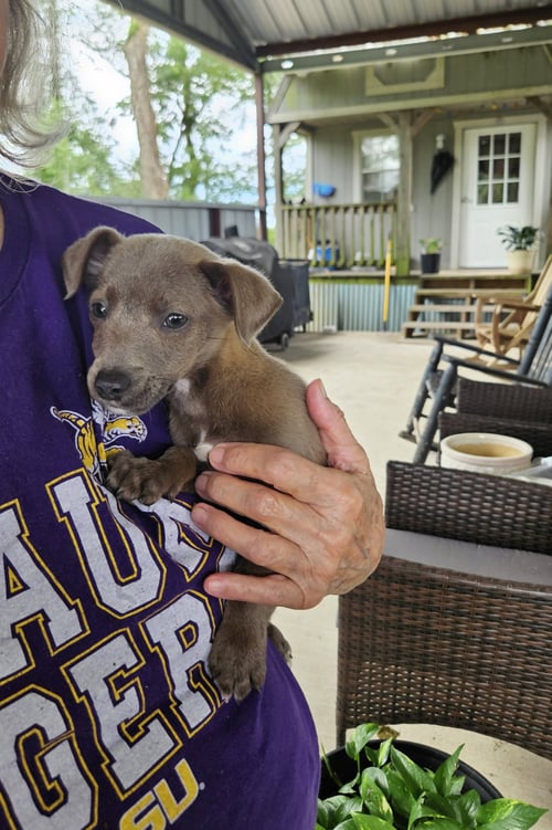 RAJA - TINY PAWS, BIG PERSONALITY - Chihuahua available for adoption
