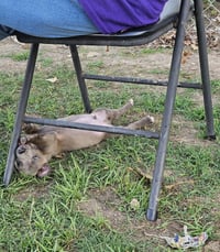 Raja - tiny paws, big personality - Photo 3