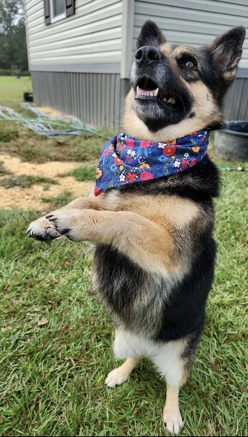 MAY- FUN SIZED - German Shepherd Dog / Corgi available for adoption