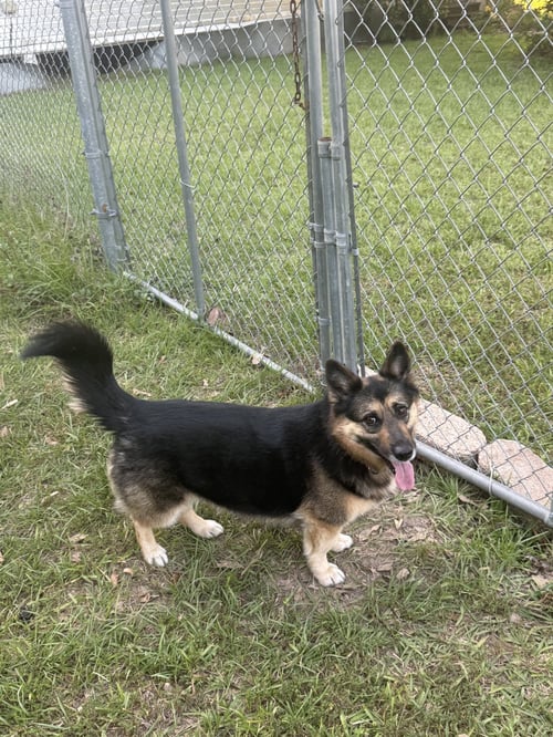 MAY- FUN SIZED - German Shepherd Dog / Corgi available for adoption