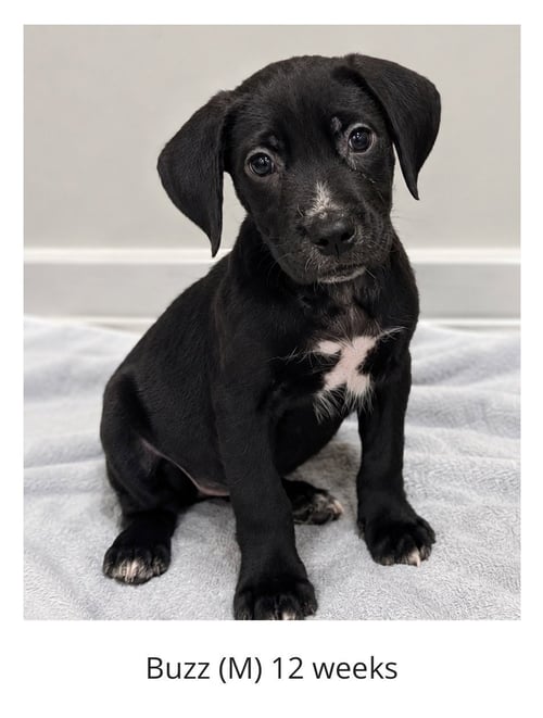 BUZZ - THE MISCHIEF MAKER - Labrador Retriever available for adoption