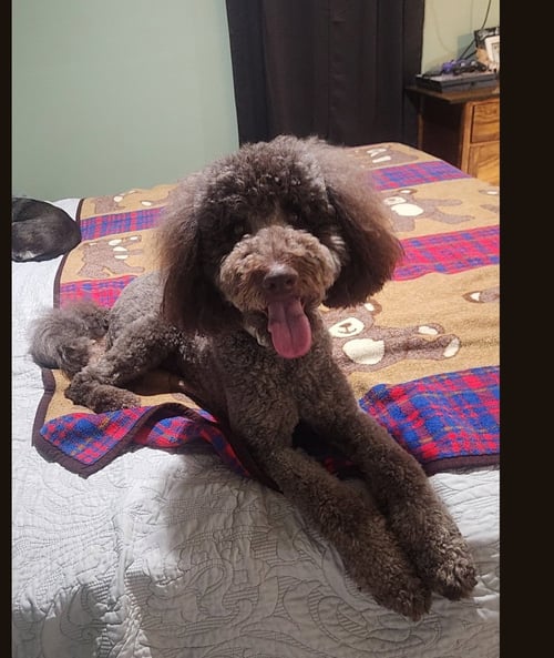 BURKE - BEST BOY POTENTIAL - Golden Retriever / Poodle (Standard) available for adoption