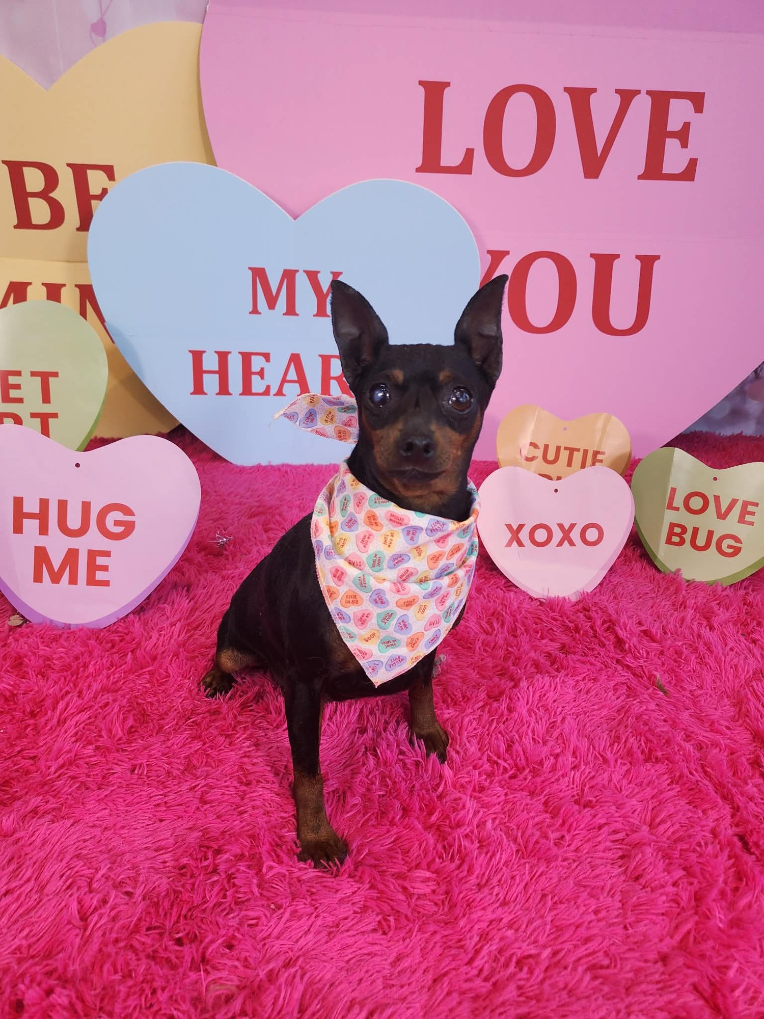 SUSIE - Miniature Pinscher available for adoption