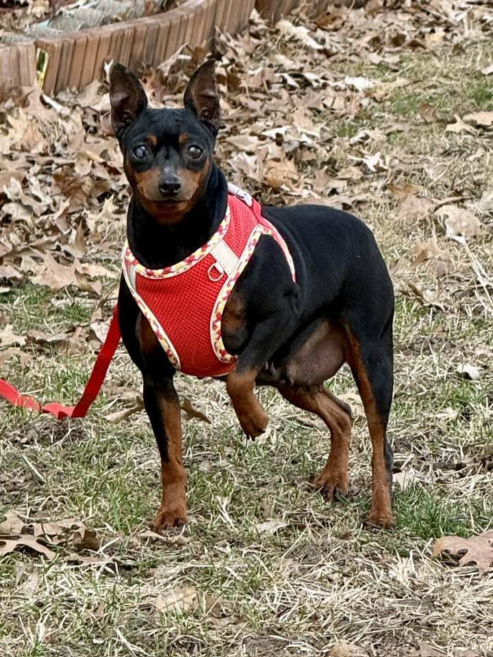 SUSIE - Miniature Pinscher available for adoption
