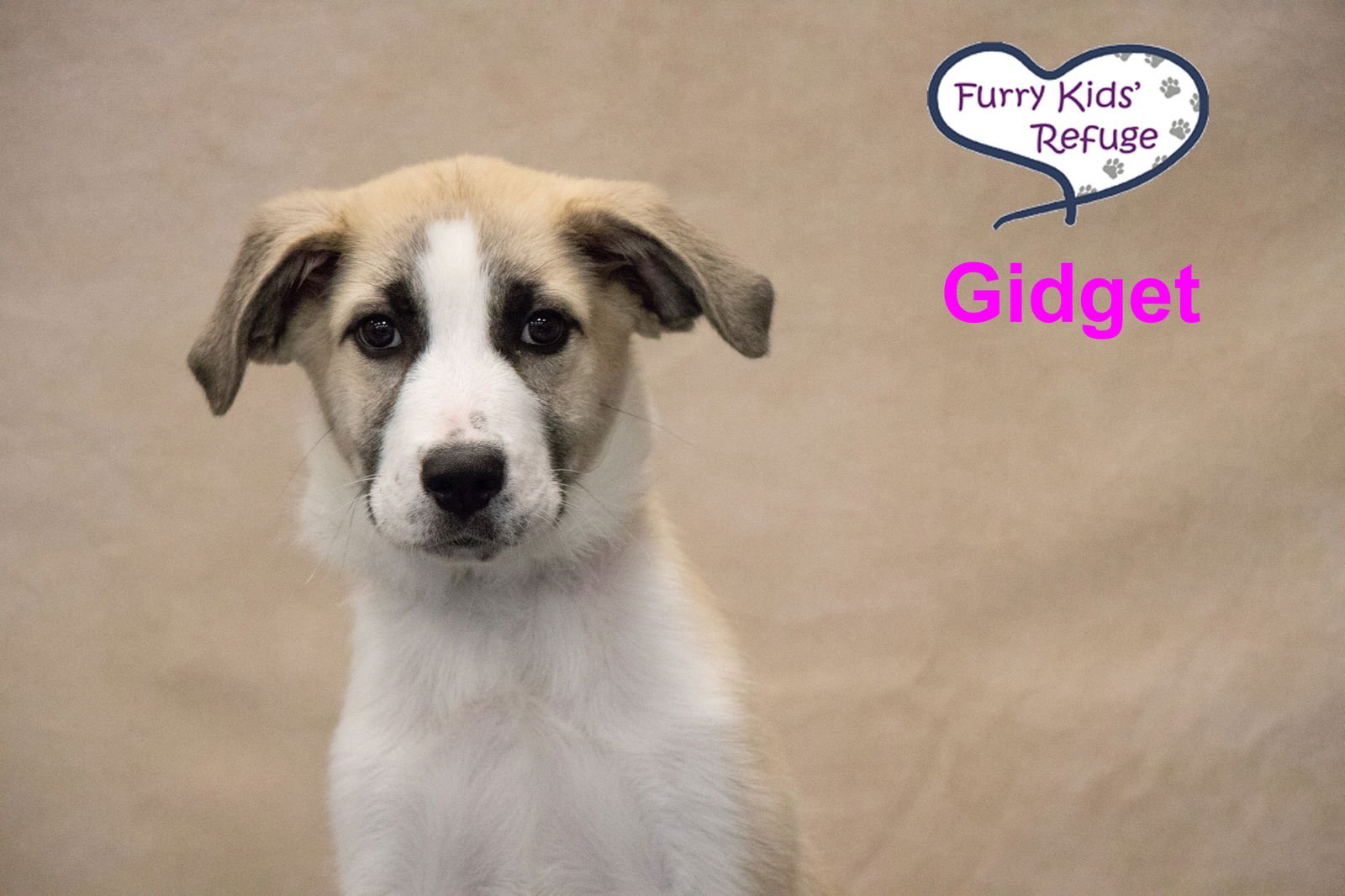 GIDGET : UPDATED - Great Pyrenees / Anatolian Shepherd available for adoption