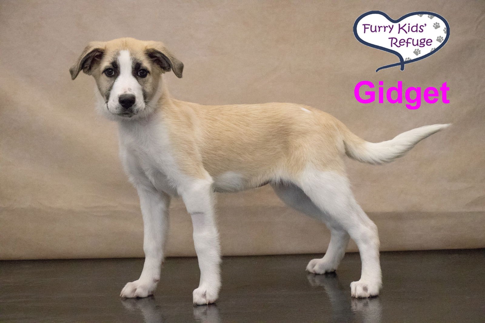 GIDGET : UPDATED - Great Pyrenees / Anatolian Shepherd available for adoption