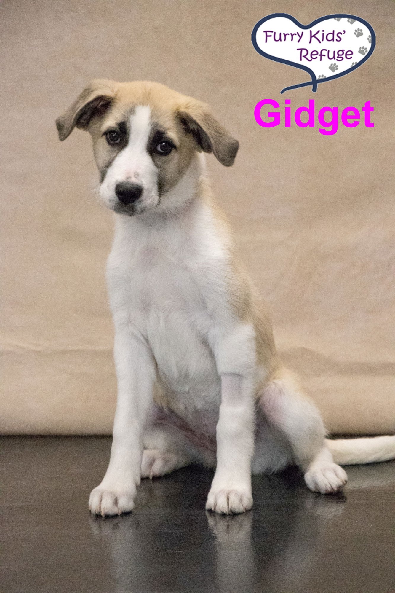 Gidget : UPDATED - Photo 3