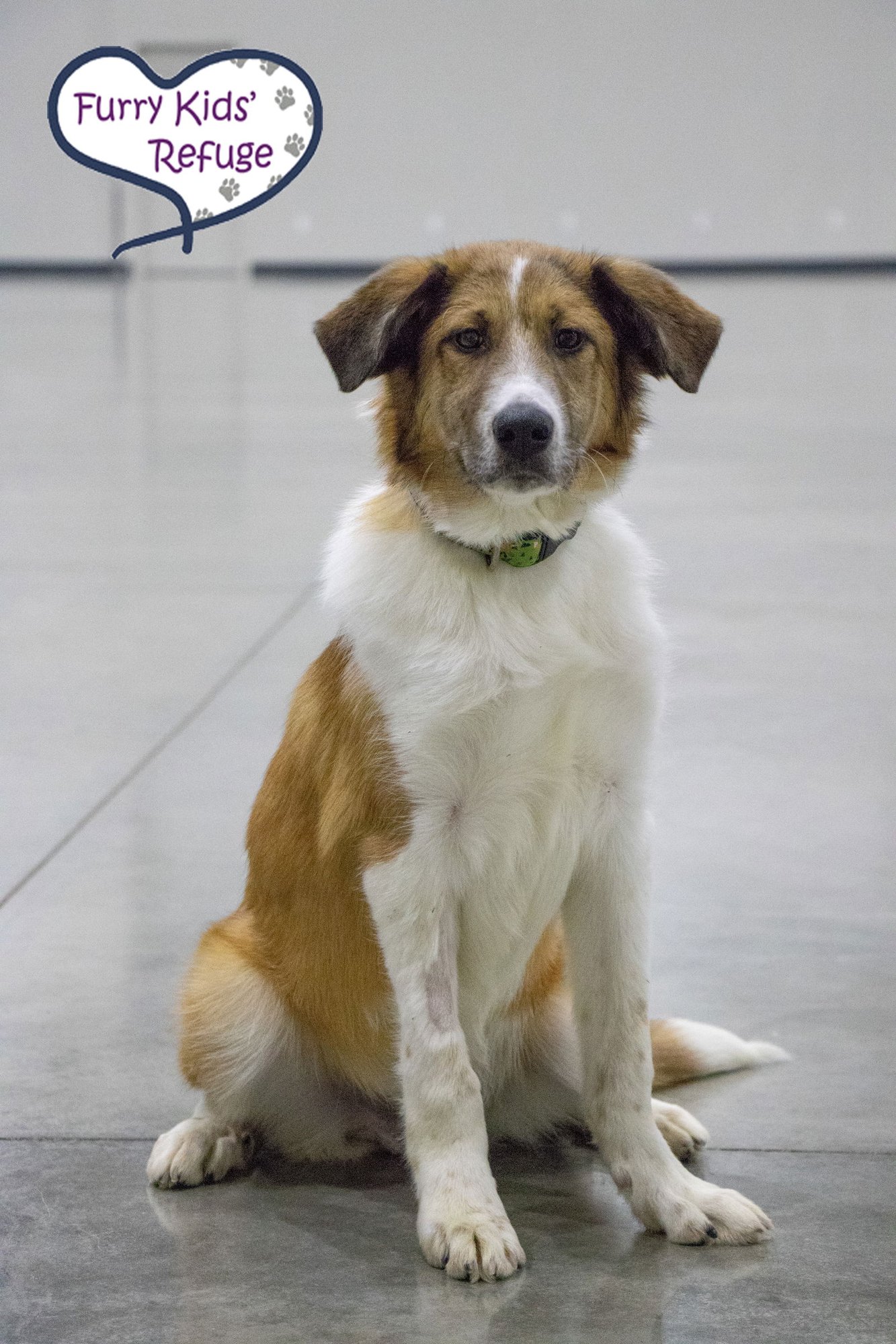 MELVIN - Collie / Shepherd available for adoption