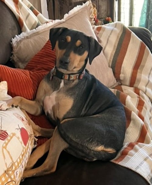 LUNA - COURTESY POST - Shepherd / Beagle available for adoption