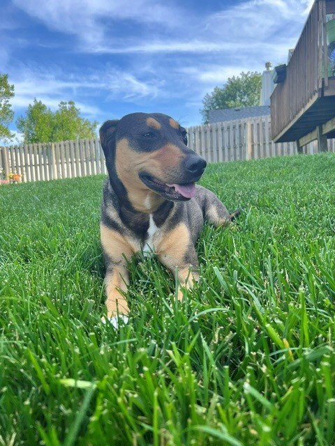 LUNA - COURTESY POST - Shepherd / Beagle available for adoption