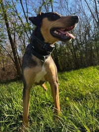 Luna - Courtesy Post - Photo 4