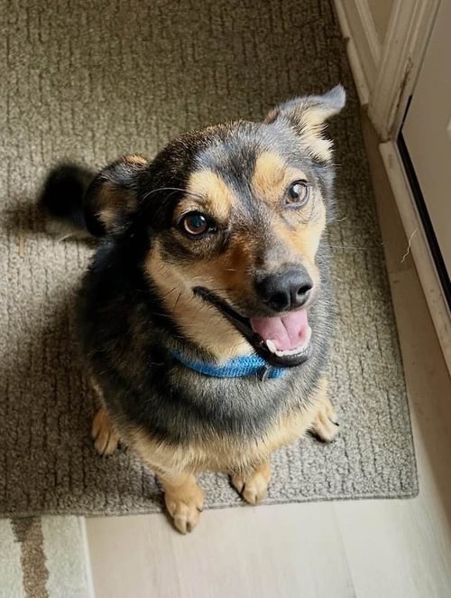 ABE - Shiba Inu available for adoption