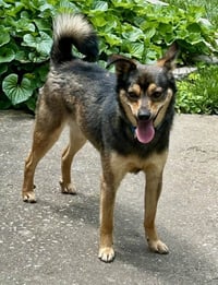 Abe - Photo 3
