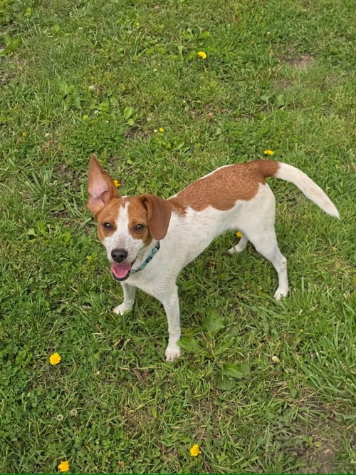SNOOPY - Jack Russell Terrier / Dachshund available for adoption