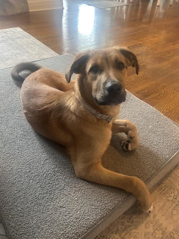 BRIA - Shepherd available for adoption
