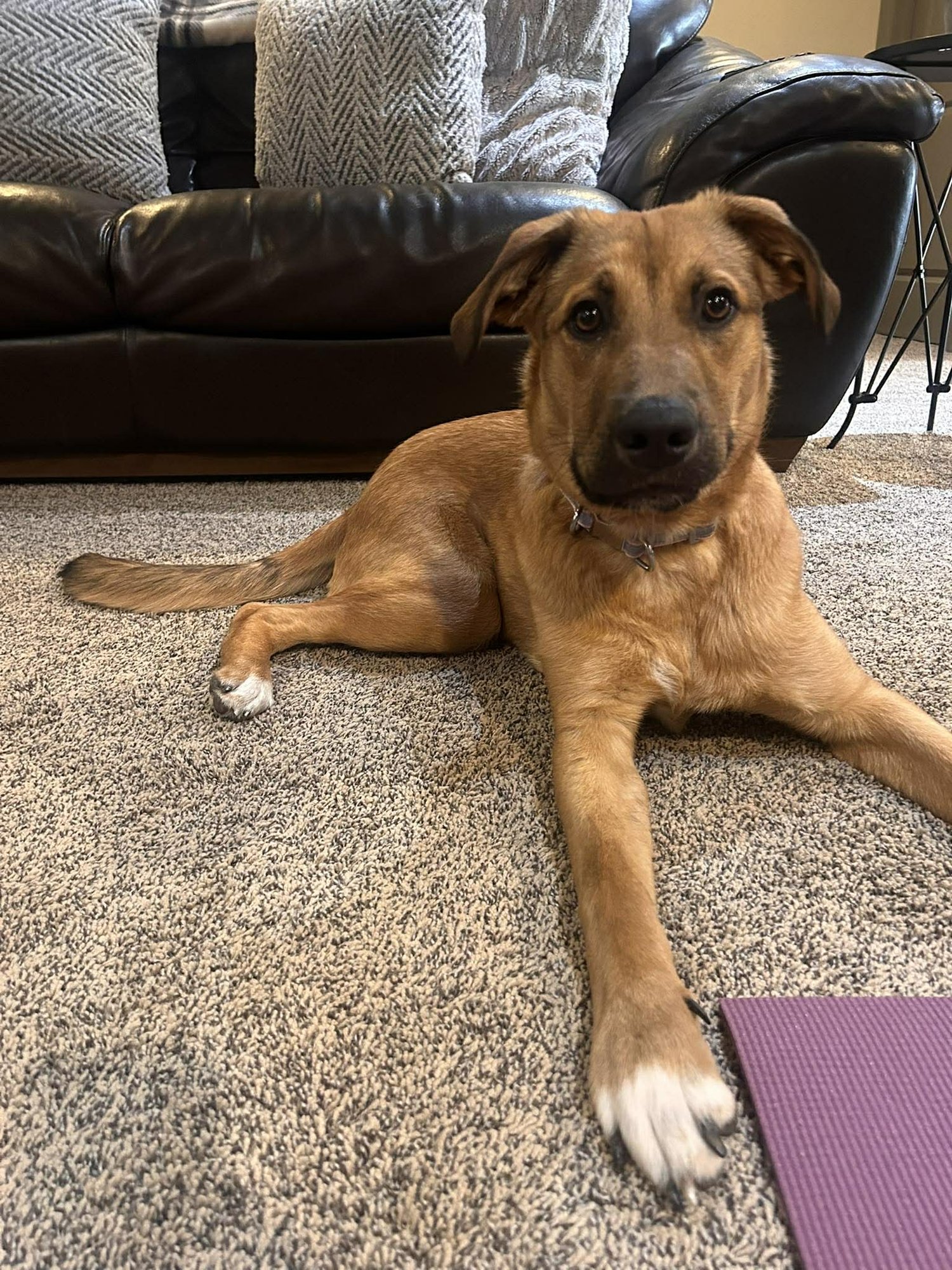 BRIA - Shepherd available for adoption