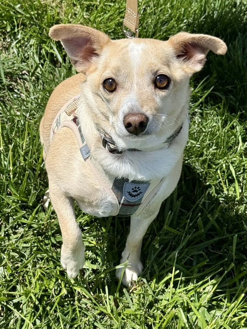 MR. PEANUT - Chihuahua available for adoption