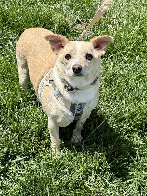 MR. PEANUT - Chihuahua available for adoption