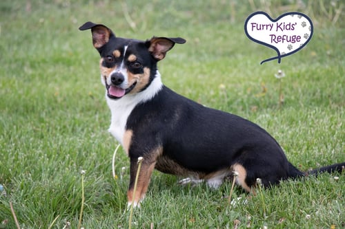 HERSHEY - Rat Terrier / Beagle available for adoption