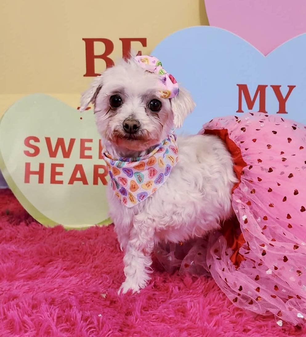 LOLA - Maltese available for adoption