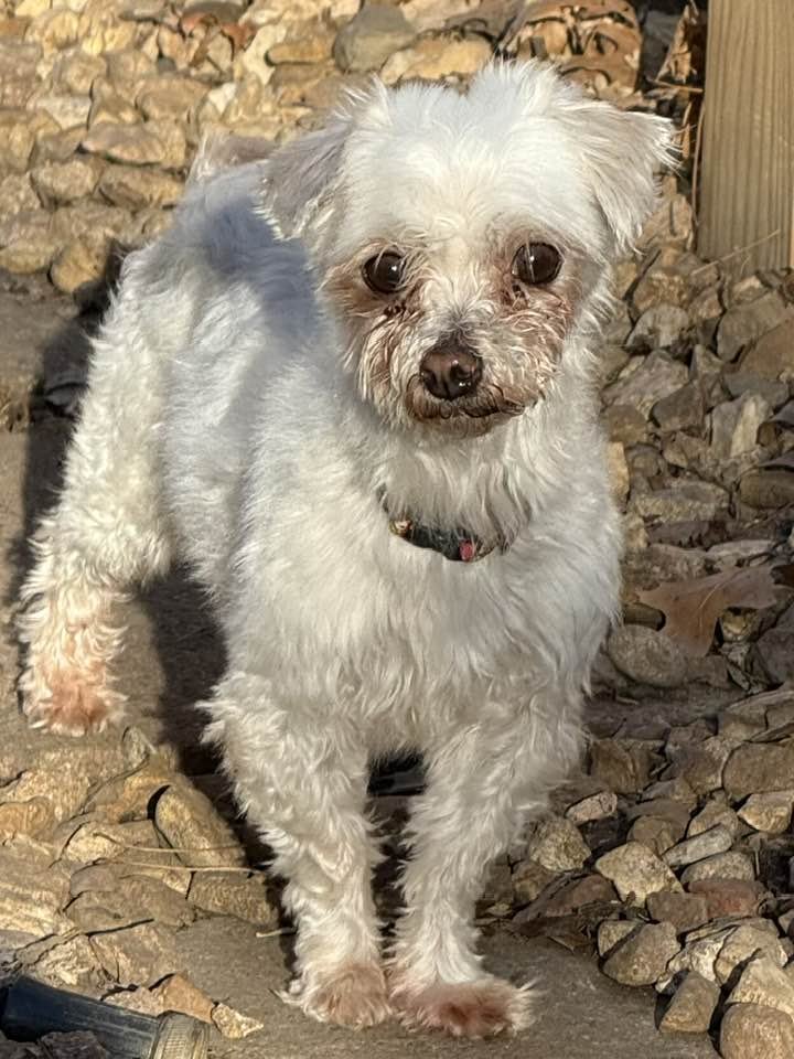 LOLA - Maltese available for adoption