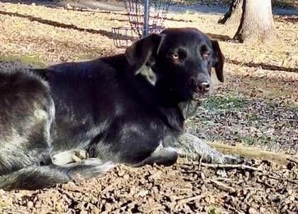MAVIS - Border Collie available for adoption