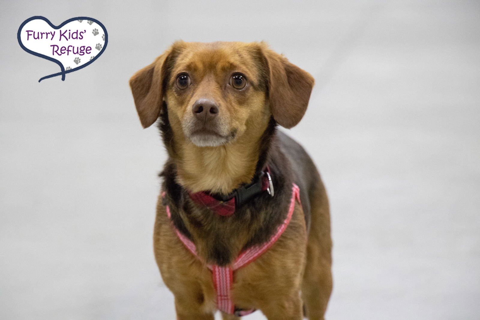 CASEE JO - Chihuahua / Dachshund available for adoption