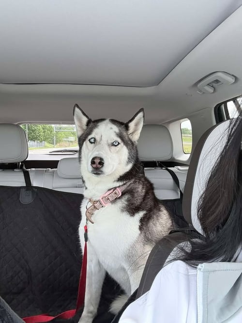 LAETA-COURTESY POST - Husky available for adoption