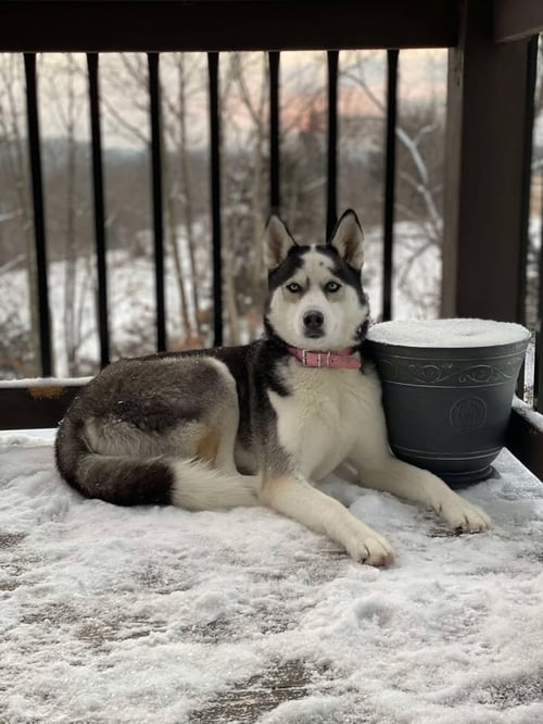 LAETA-COURTESY POST - Husky available for adoption