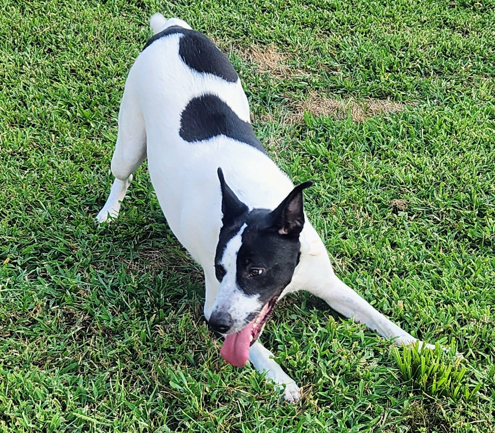MAIZY - Border Collie available for adoption