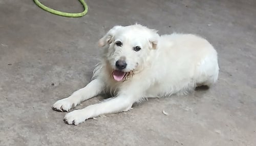 NIKKO - Poodle (Standard) / Giant Schnauzer available for adoption