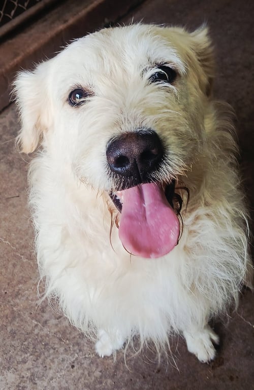NIKKO - Poodle (Standard) / Giant Schnauzer for adoption in Salem