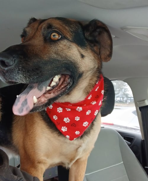 DEX - German Shepherd Dog / Labrador Retriever for adoption in Salem