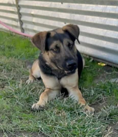 DEX - German Shepherd Dog / Labrador Retriever available for adoption
