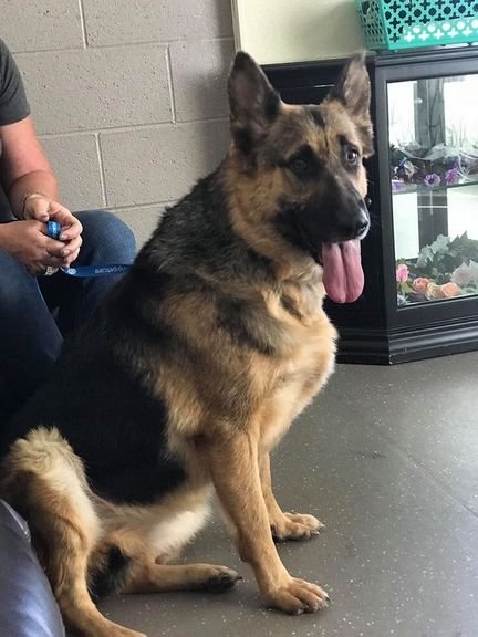 PAULINE - German Shepherd Dog for adoption in Salem