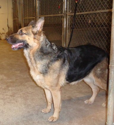 PAULINE - German Shepherd Dog available for adoption