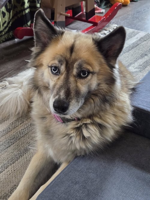MOANA (MO) - Husky for adoption in Salem