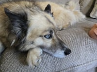 Moana (Mo) - Photo 2