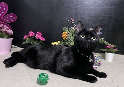 WISHBONE - Domestic Short Hair available for adoption