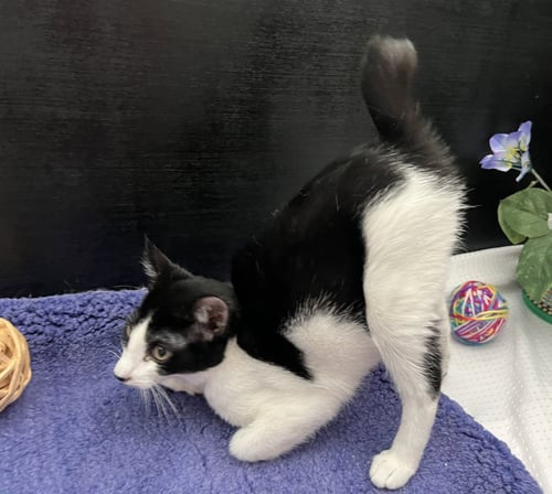 KIT - Bobtail / Domestic Short Hair available for adoption