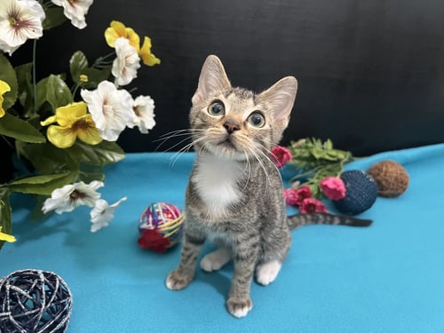 BUBBLES - Tabby / Domestic Short Hair available for adoption