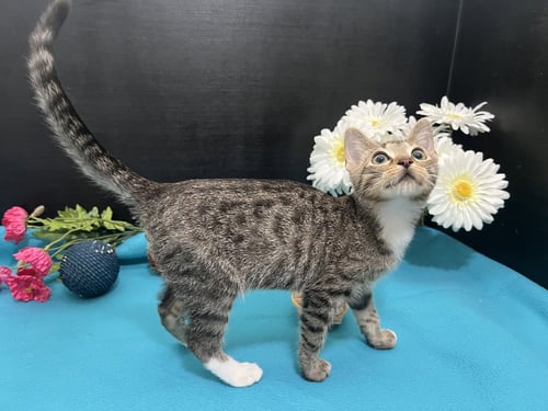 BUBBLES - Tabby / Domestic Short Hair available for adoption