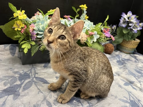 LARS - Tabby / Domestic Short Hair for adoption in Atlanta